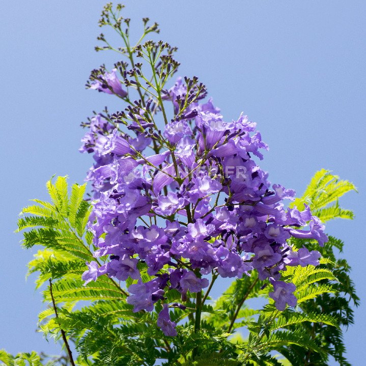 Flamboyant bleu, Jacaranda Mimosifolia image
